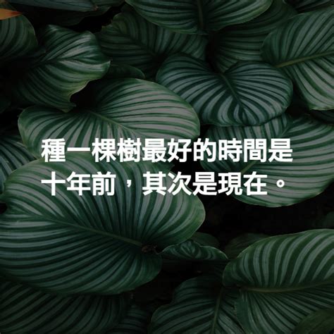 種一棵樹